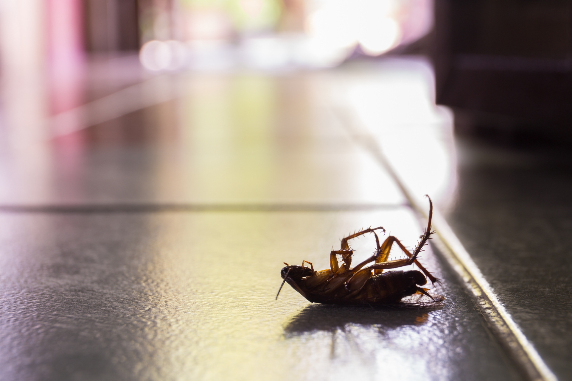 Cockroach Control, Pest Control in Orsett, Chafford Hundred, RM16. Call Now 020 8166 9746