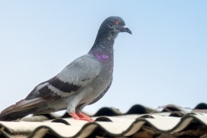 Pigeon Control, Pest Control in Orsett, Chafford Hundred, RM16. Call Now 020 8166 9746