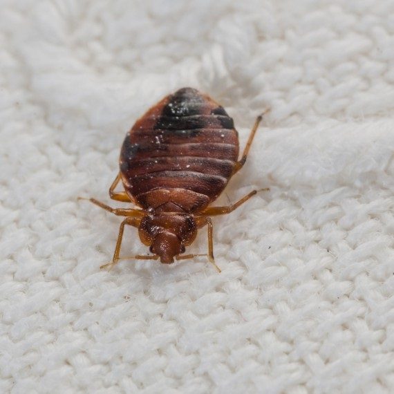 Bed Bugs, Pest Control in Orsett, Chafford Hundred, RM16. Call Now! 020 8166 9746
