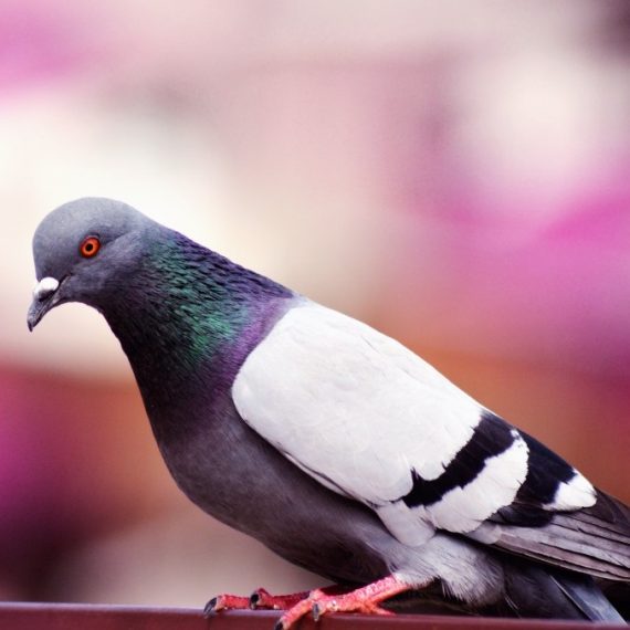 Birds, Pest Control in Orsett, Chafford Hundred, RM16. Call Now! 020 8166 9746