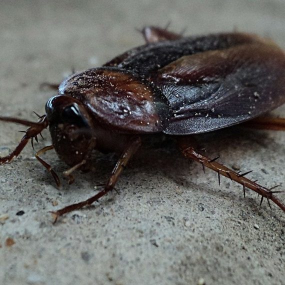 Cockroaches, Pest Control in Orsett, Chafford Hundred, RM16. Call Now! 020 8166 9746