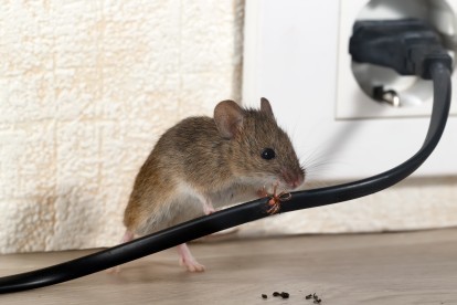 Pest Control in Orsett, Chafford Hundred, RM16. Call Now! 020 8166 9746