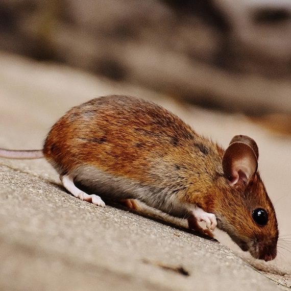 Mice, Pest Control in Orsett, Chafford Hundred, RM16. Call Now! 020 8166 9746
