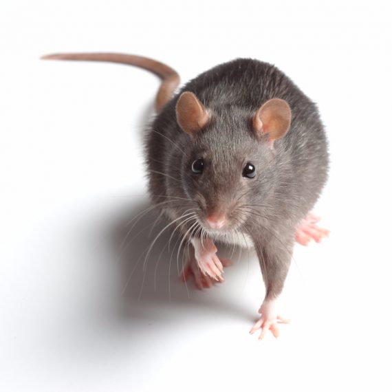 Rats, Pest Control in Orsett, Chafford Hundred, RM16. Call Now! 020 8166 9746