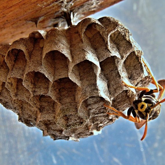 Wasps Nest, Pest Control in Orsett, Chafford Hundred, RM16. Call Now! 020 8166 9746